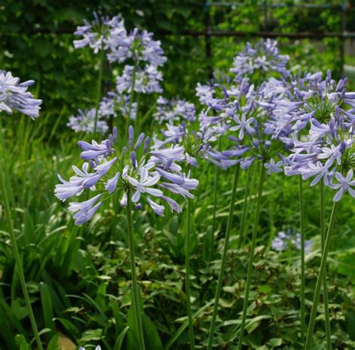 Celebrities born in 2008, Celebrity Birthdays