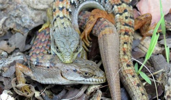 Adela King (realitystar) Wiki,Age,Birthday,Biography,Height,Net Worth ..