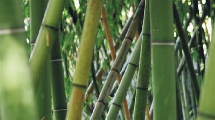 Bamboo Manalac - Bio, Age, Wiki, Facts and Family