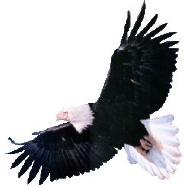 Bob Hope (comedian) Wiki,Age,Birthday,Biography,Height,Net Worth ..