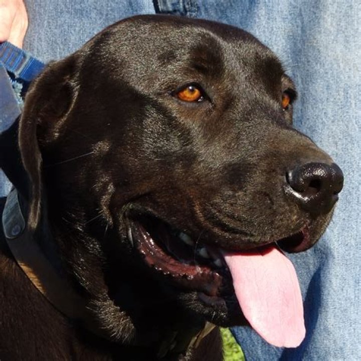 Bruce Bruce - Bio, Age, net worth, Wiki, Facts and Family