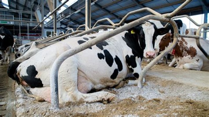 Chez Rust - Bio, Age, Wiki, Facts and Family