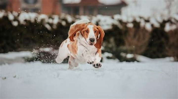 Dean The Basset - Bio, Age, Wiki, Facts and Family