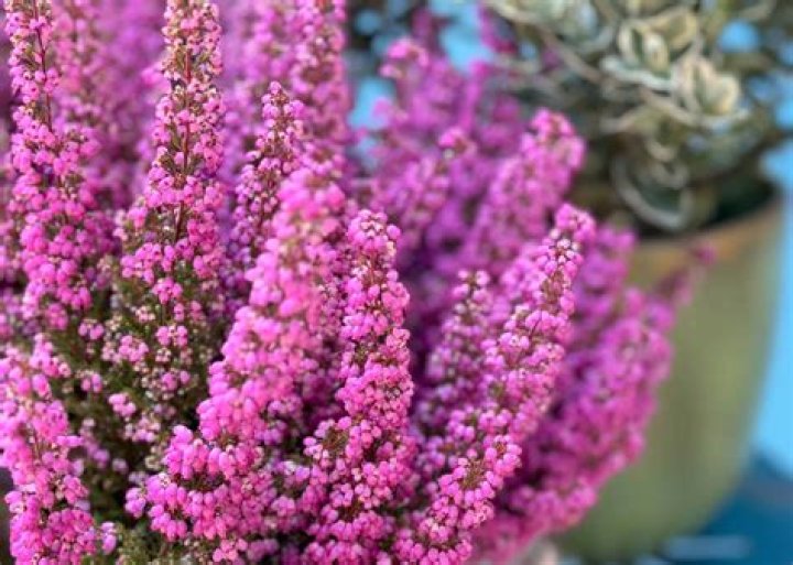 Erika De la Rosa - Bio, Age, Wiki, Facts and Family