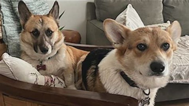 Gatsby the Corgi - Bio, Age, Wiki, Facts and Family