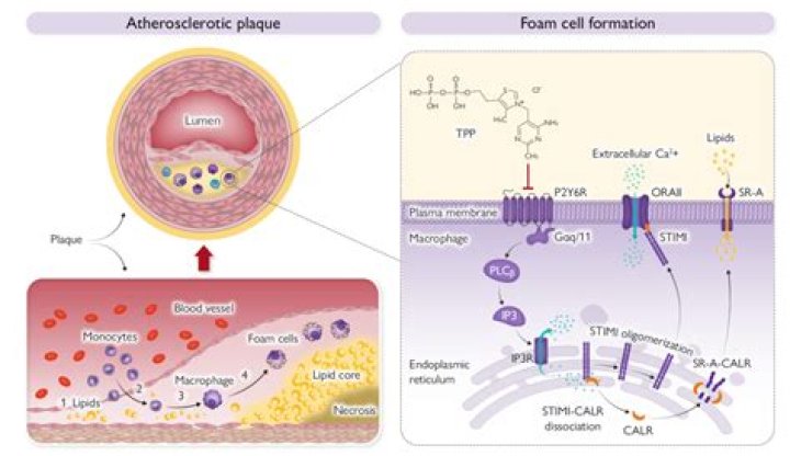 Gibbster - Bio, Age, Wiki, Facts and Family