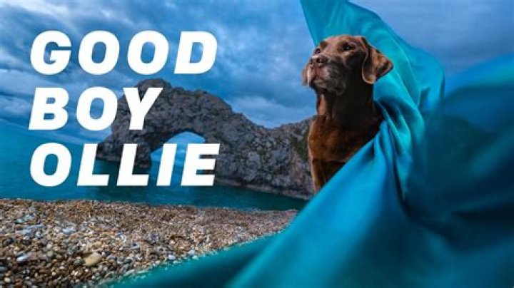 Good Boy Ollie: Dog Detailed Bio, Age, Birthday, & Height Insights and more