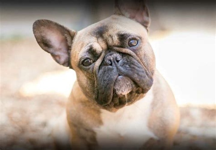 Haru Frenchie - Bio, Age, Wiki, Facts and Family