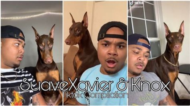 Knox the Dog - Bio, Age, Wiki, Facts and Family
