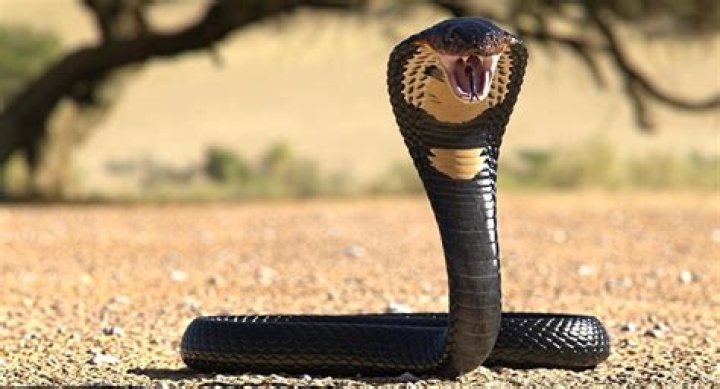 Mad Cobra - Bio, Age, Wiki, Facts and Family