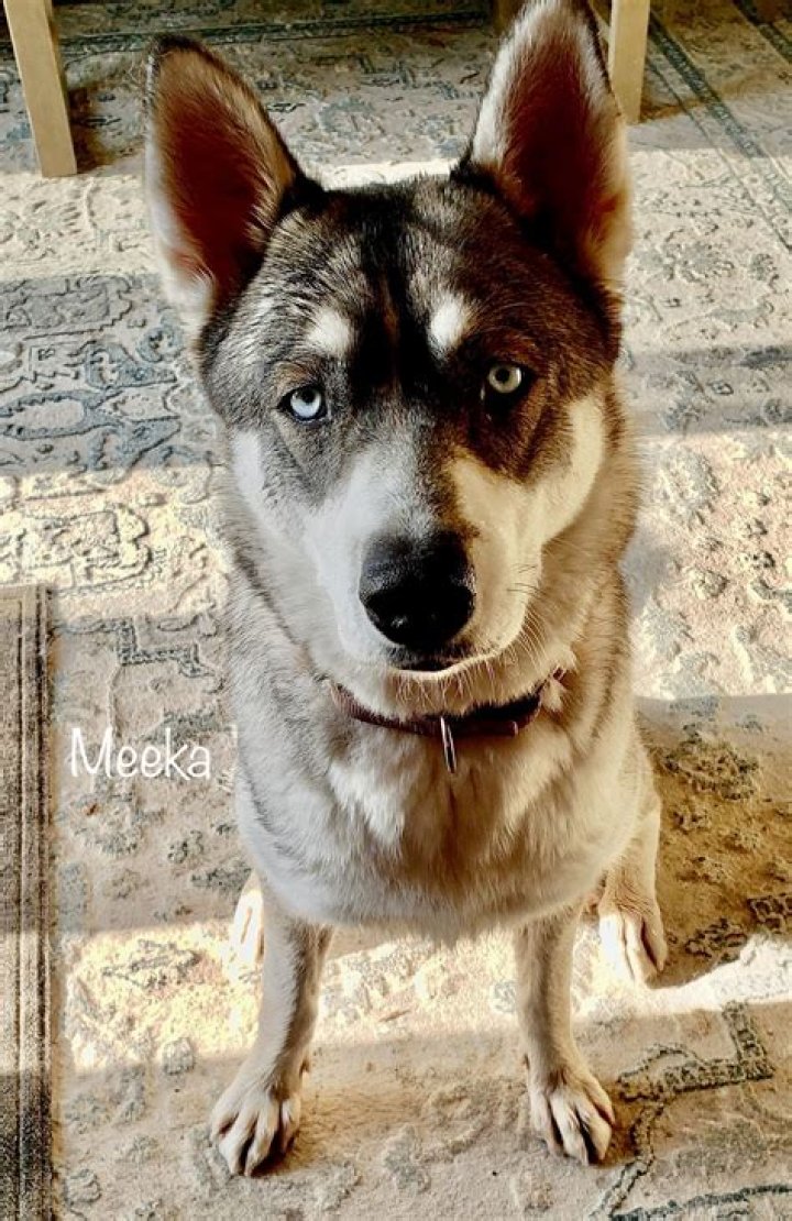 Meeka The Husky(pet) - Biography, Age, Net Worth, Wikipedia, Spotify, TikTok, Facebook, Facts and Family