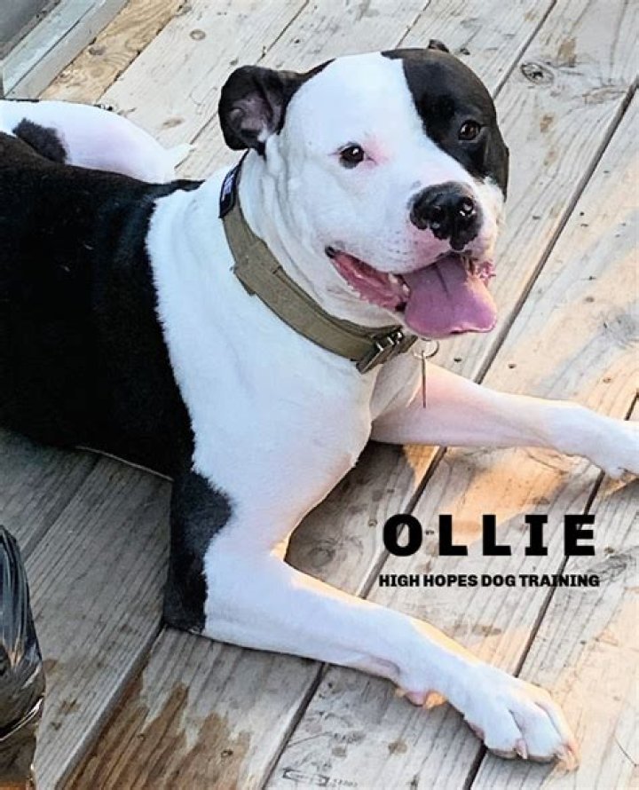 Ollie the Dog - Bio, Age, Wiki, Facts and Family