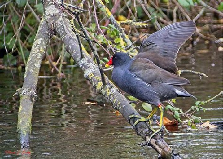 Pat Divilly - Bio, Age, Wiki, Facts and Family