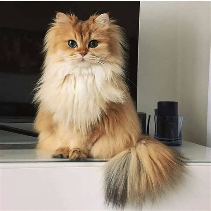 Smoothie the Cat - Bio, Age, Wiki, Facts and Family