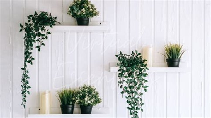 Strellakat - Bio, Age, Wiki, Facts and Family