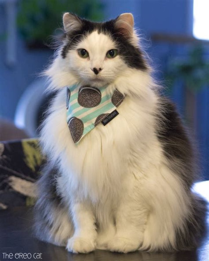 The Oreo Cat - Bio, Age, Wiki, Facts and Family