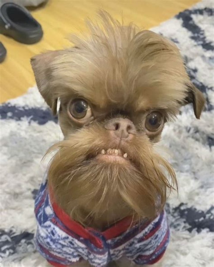 Veshremy (webvideostar)-Wiki, Age, Net Worth, Biography , Spotify, TikTok, Facebook, Facts and Family