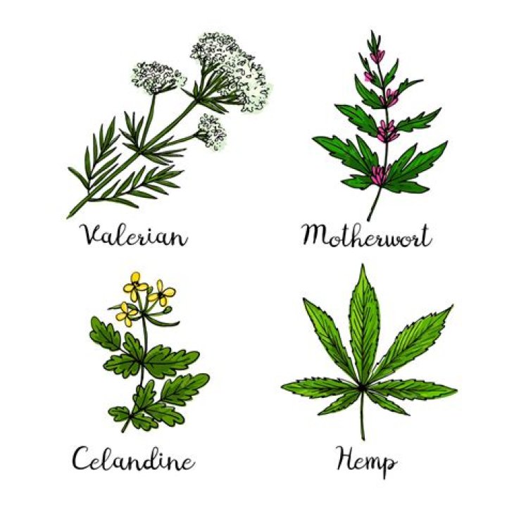 Zena Sativa - Bio, Age, Wiki, Facts and Family